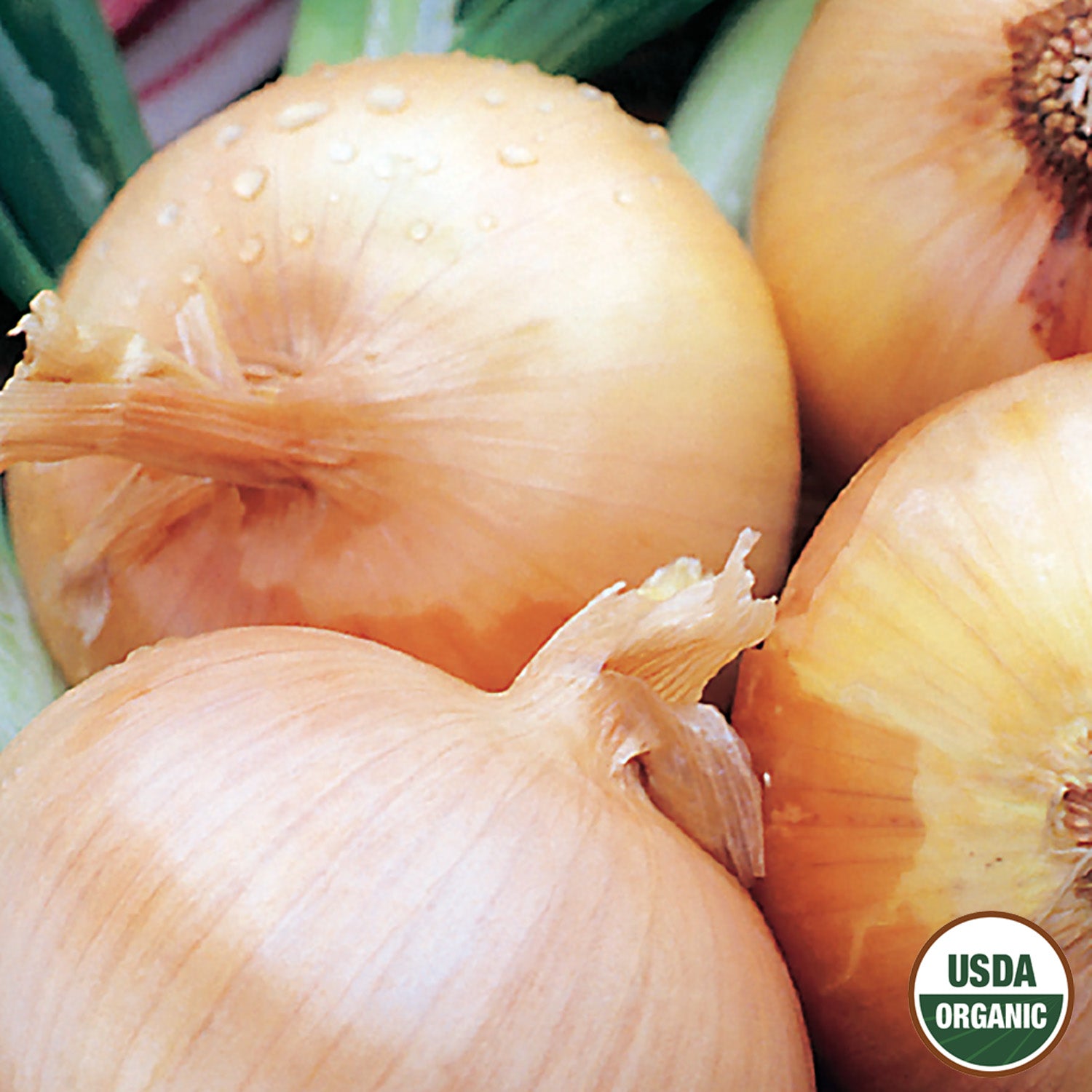 Close-up of several whole Texas Grano onions with a USDA Organic label in the corner, displaying the yellow skin and white flesh.